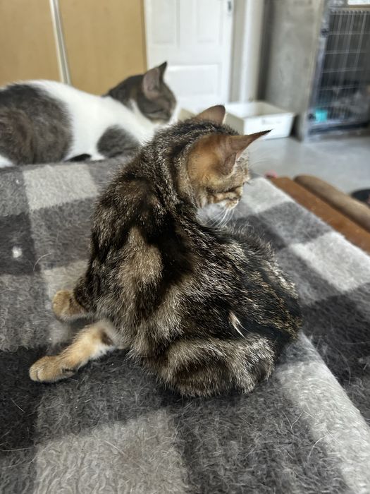 Ostoja mruczków kotka Lexi do adopcji