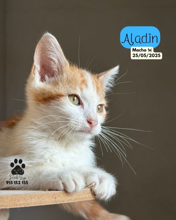 Gatinho para adocao