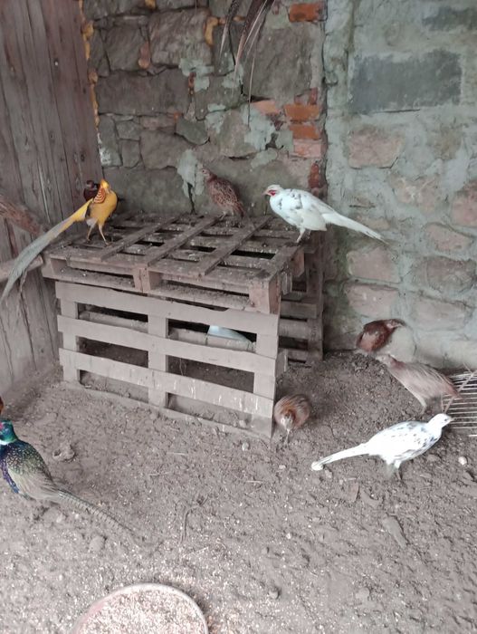 Bażanty łowne samce samice