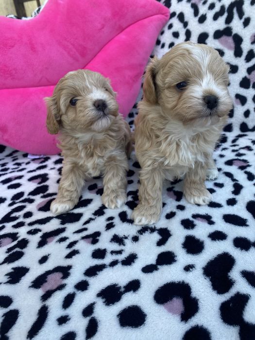 Vip якості мальтипу ф1