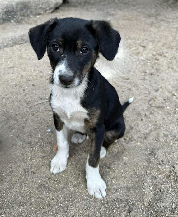Bebés para adopção