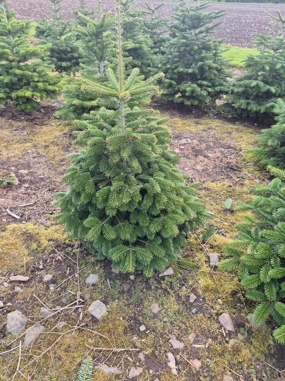 Choinki hurt/detal, jodła kaukaska z własnej plantacji