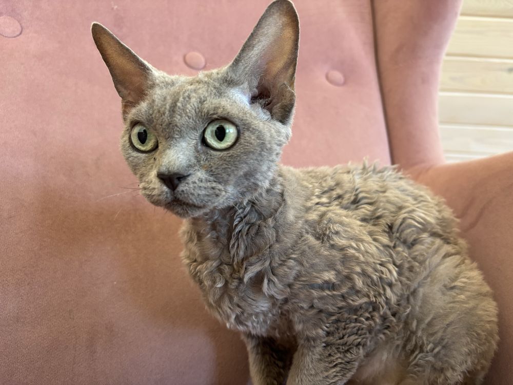 Kotka Devon Rex szuka swoich ludzi