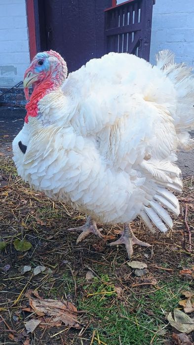 Домашні тушки індиків