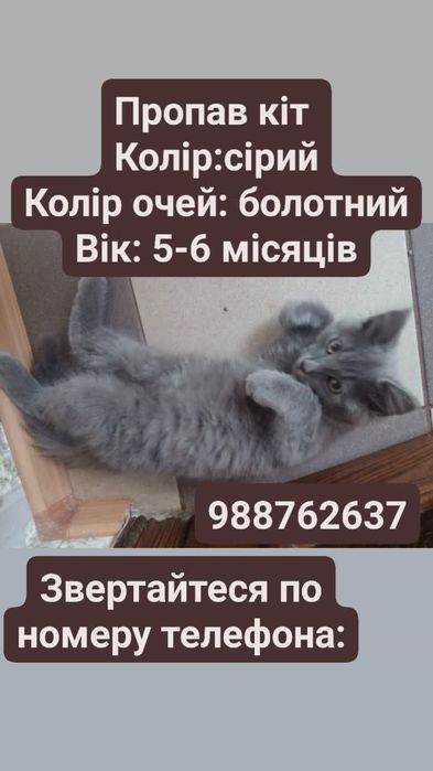 Пропав кіт сірого коляру