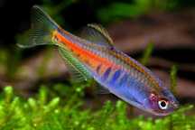 Danio choprae. Cetarius