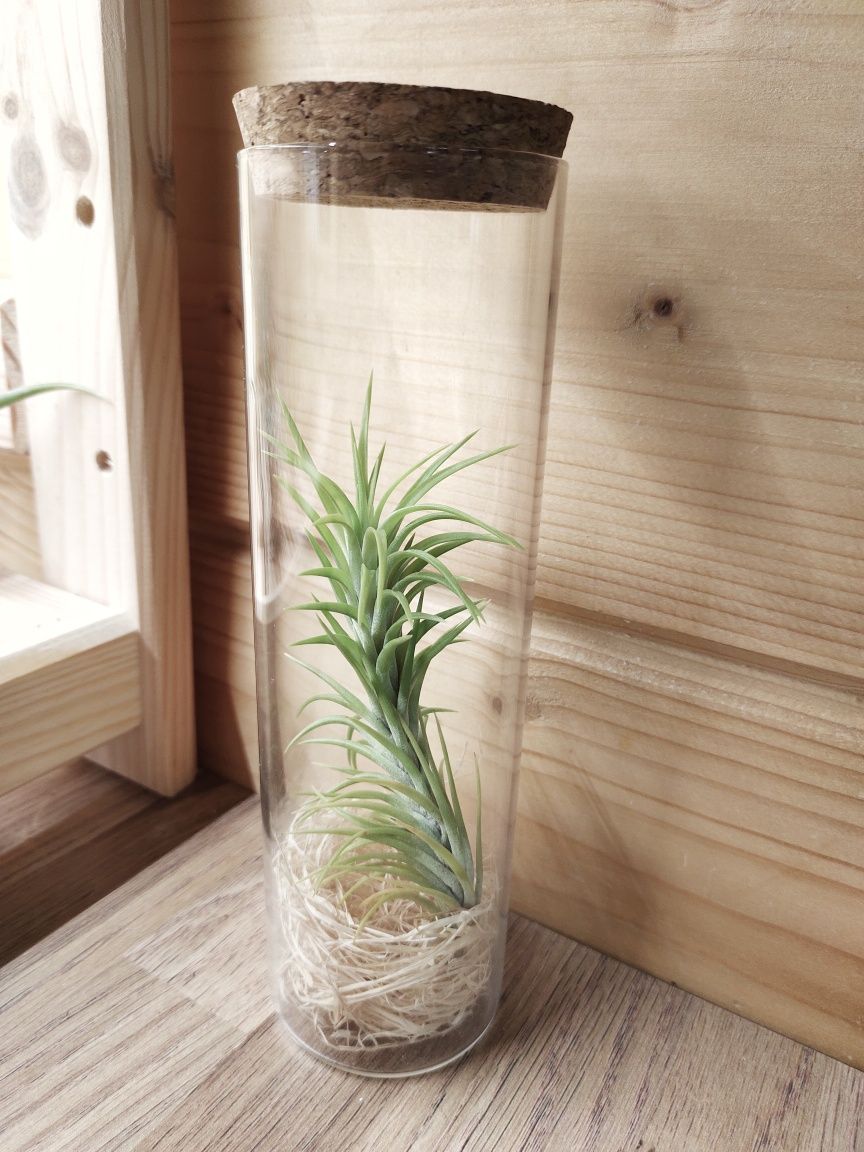 Tillandsia araujei oplątwa, rośliny powietrzne, air plants