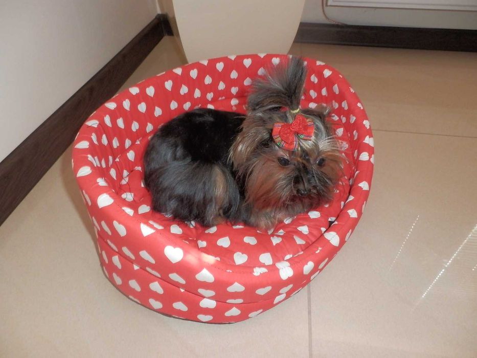 York Yorkshire Terier śliczna  mini sunia