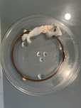 Prato micro-ondas original Bosh 34 cm (inclui base giratoria)