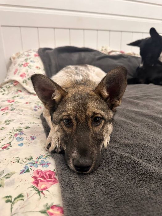 Цуценя вовчок дівчинка чекає на свою родину