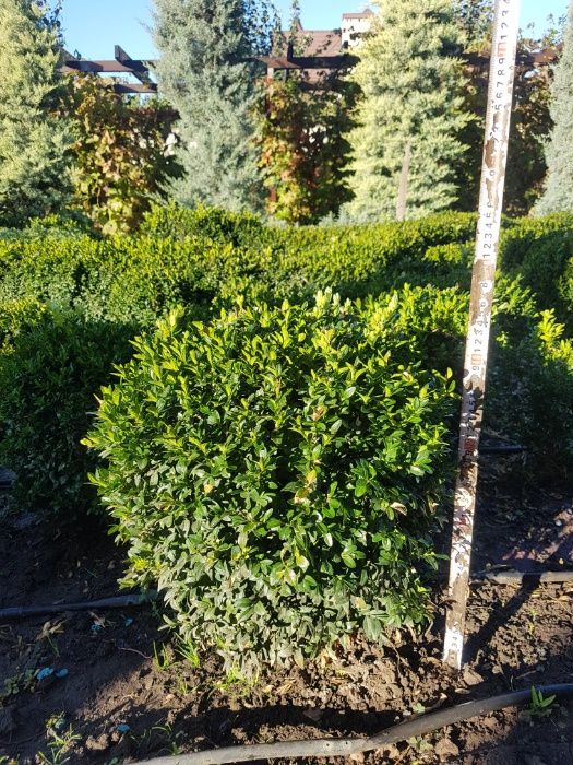 Самшит вечнозелёный 25-30см