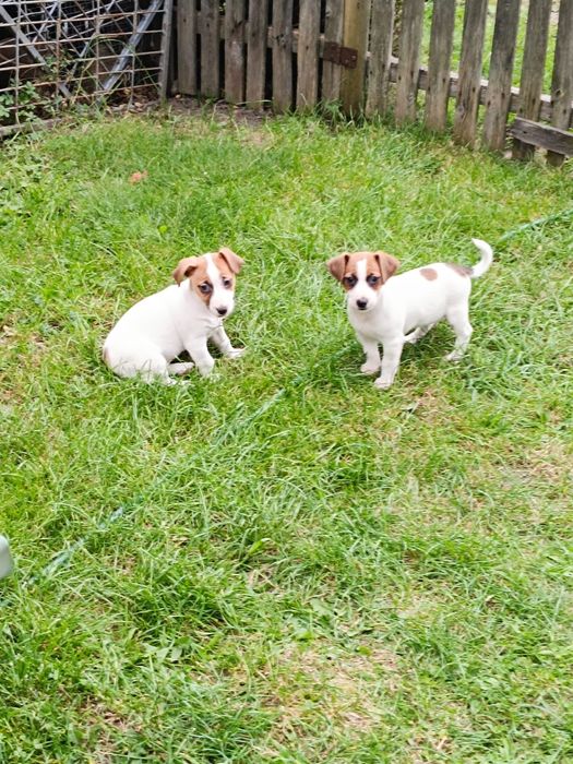 Jack Russell Terrier