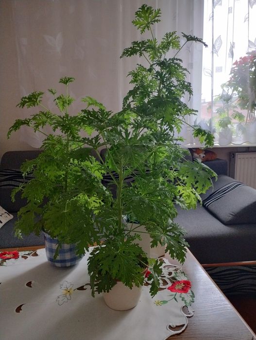 Ładna młoda anginka