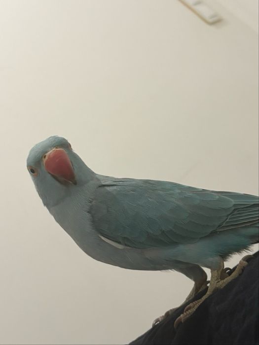 aleksandretta obrożna ręcznie karmiona od urodzenia oswojona