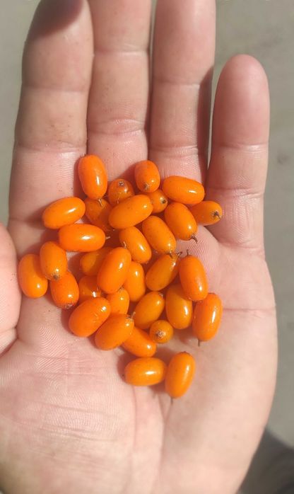 Обліпиха, Обліпіха, облепиха 2025 року