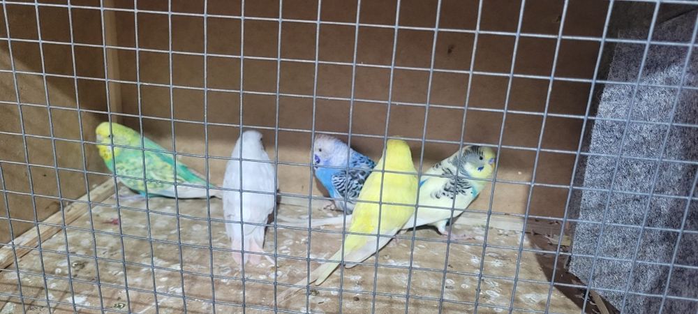 Sprzedam papugi faliste