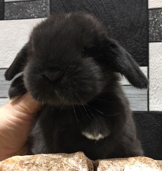 Mini lop do odbioru od ręki dowóz do większych miast Mini lopy