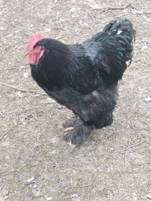 Sprzedam lub zamienię kogut Kohin olbrzym