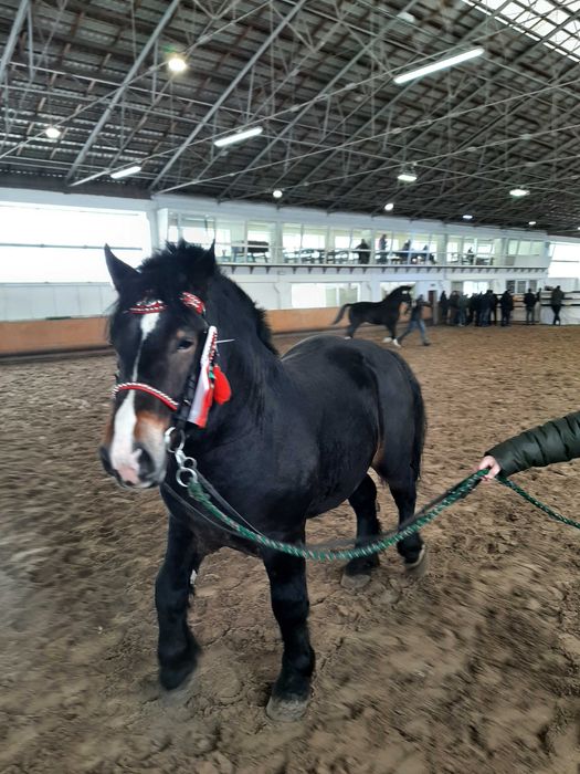 Dwa ogiery zimnokrwiste sztumskie