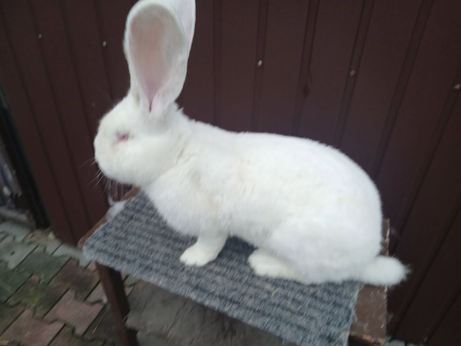 Belgijski Olbrzym Biały Samiec