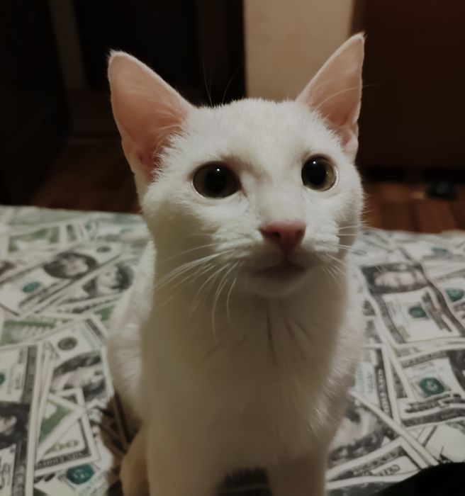 Отдам кошечку в хорошие руки!