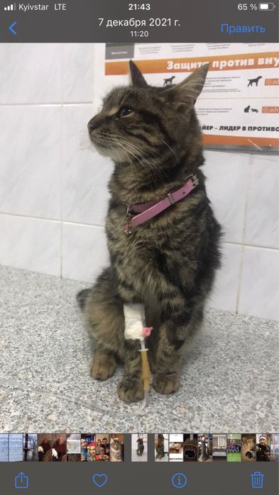 Ищу свою кошку , Кики.