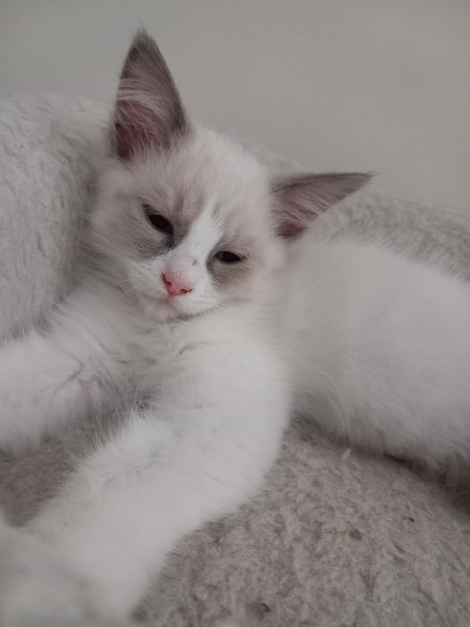 Młoda kotka Ragdoll