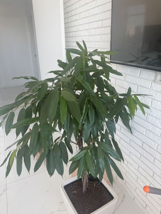 Фикус высокий самовывоз