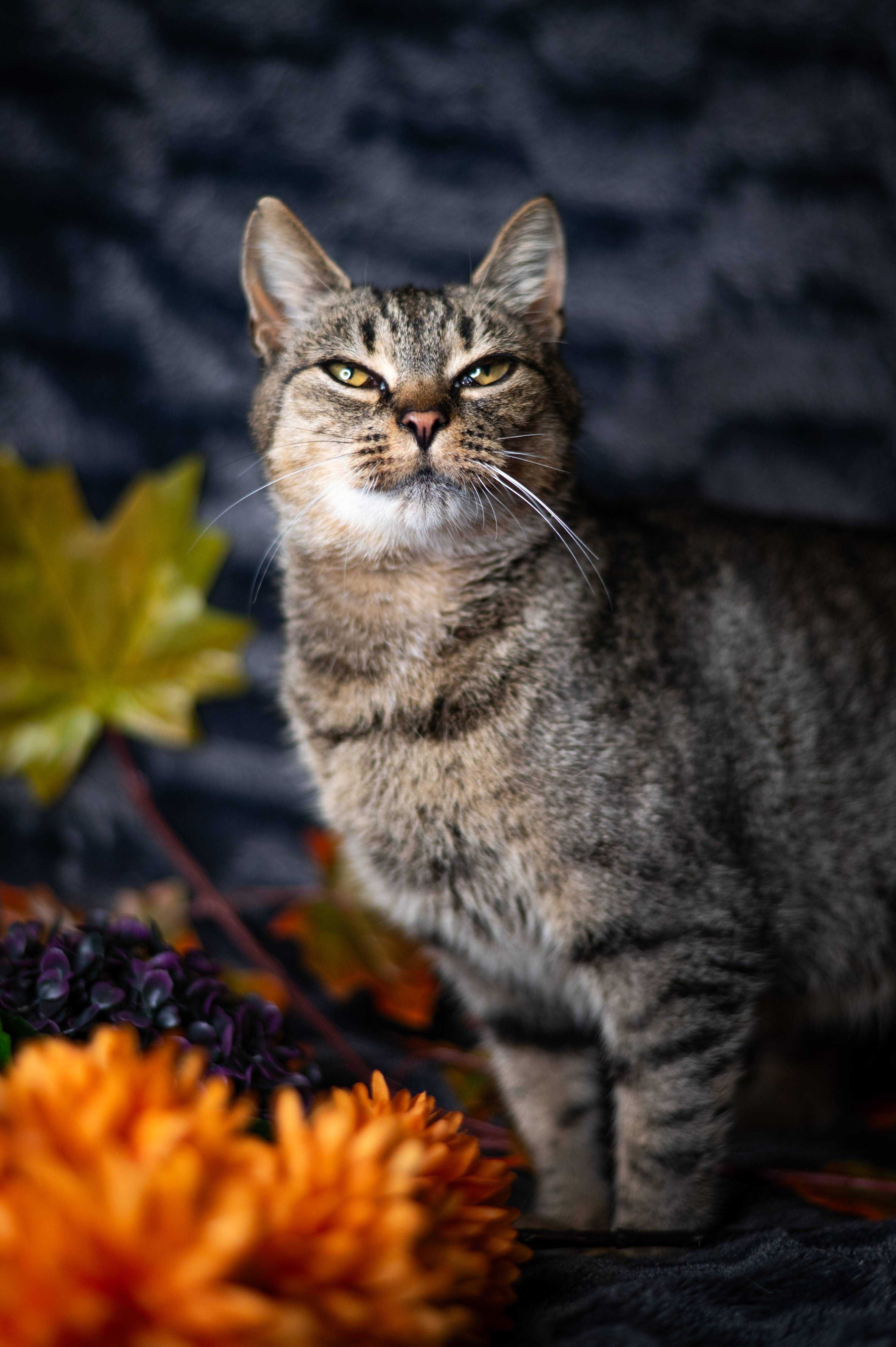 TĘCZA kotka do adopcji