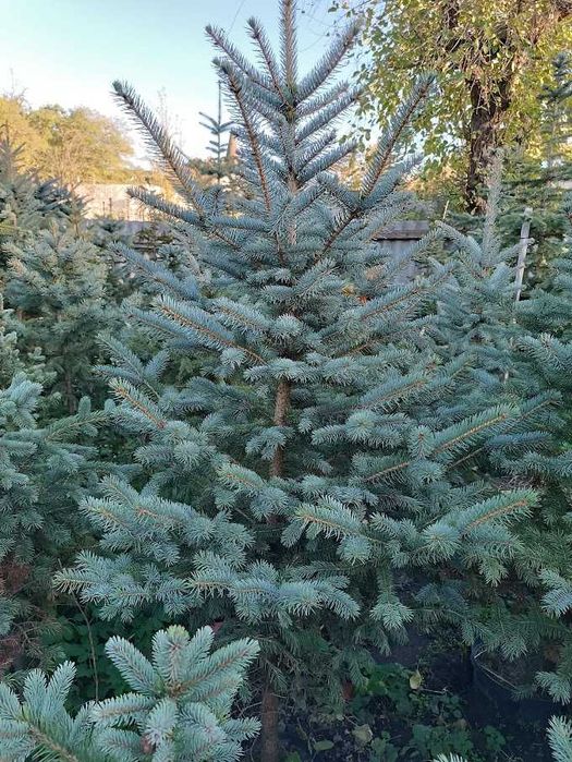 Ялини блакитні під зріз або в ємностях 100 - 200 см (самовивіз)