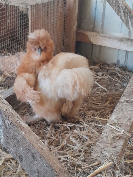 Siłki 3 kury i 1kogut komplet