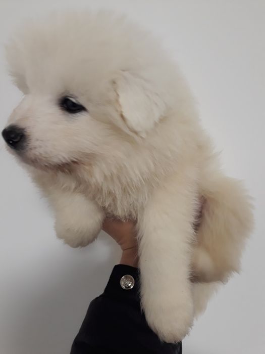 Хлопчики породи самоїд терміново у звязку з виїздом за кордон