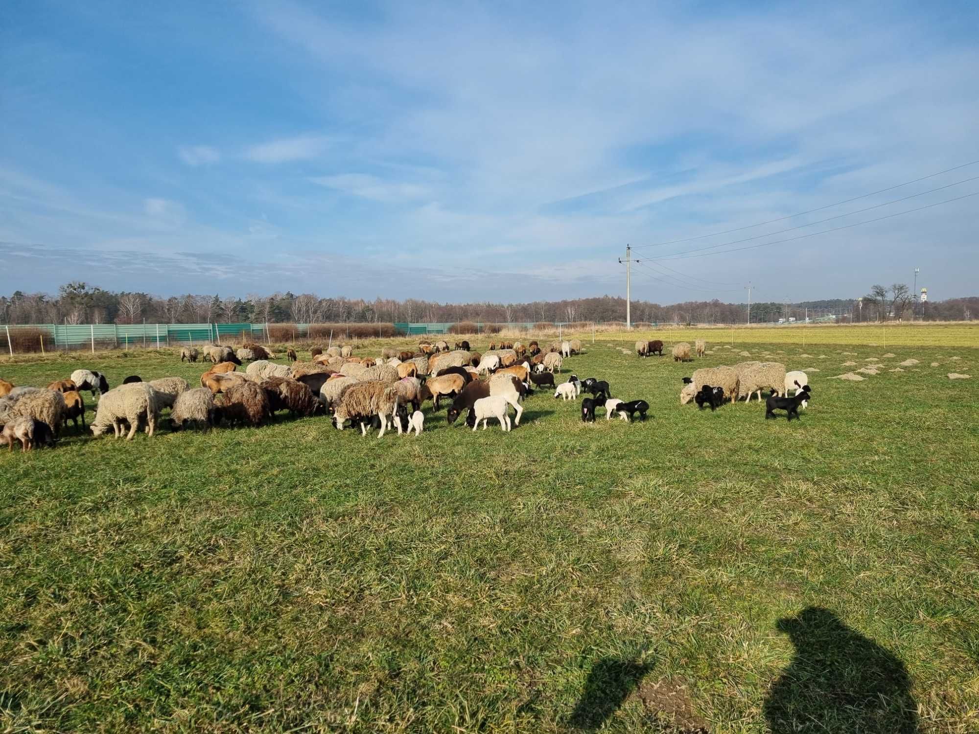 Owce różne rodzaje owiec jak i czysto rasowe owce dorper