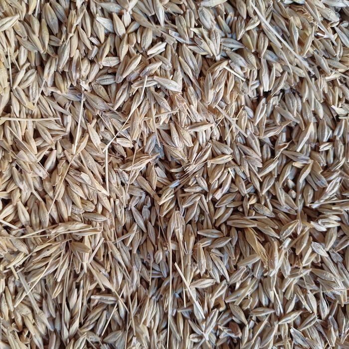 Продаю зерно,пшениця,ячмінь,соняшник.