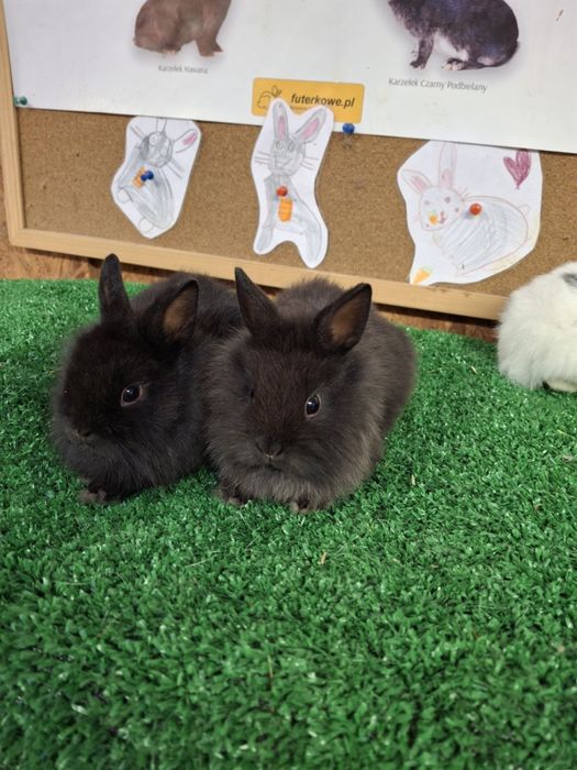 Króliczki miniaturki