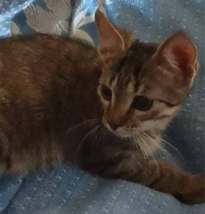 Кошенята 2 місяці в добрі рукі