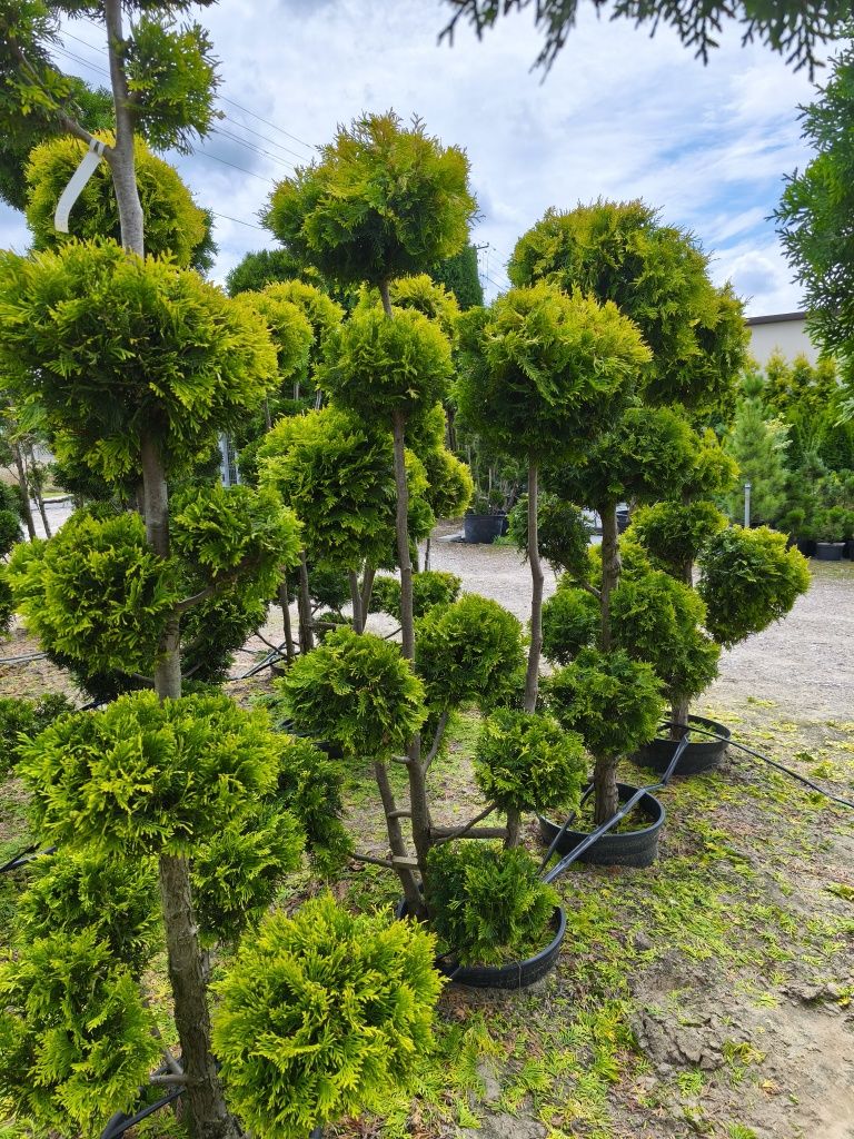 Bonsai tuja szmaragd spirala