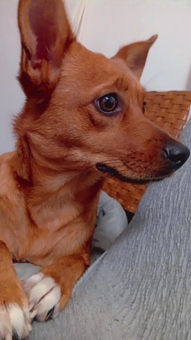 Adoção, ela é Tita