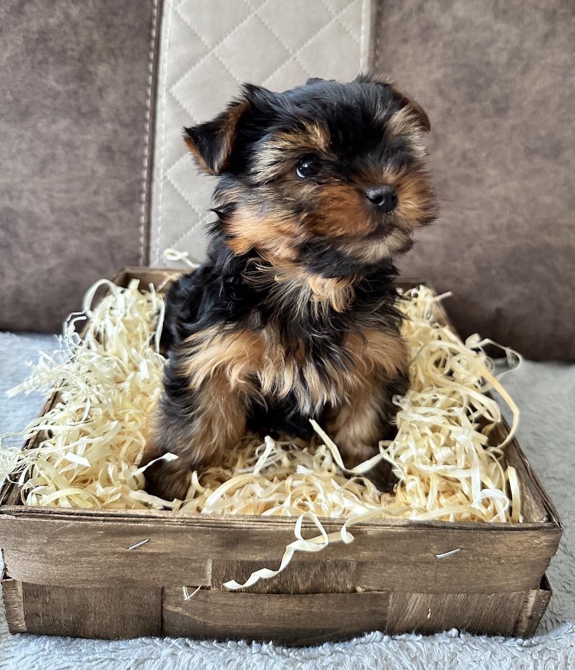 York terrier szczeniak xs