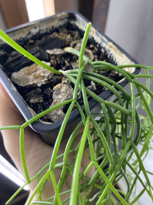 Рипсаліс, лісовий кактус