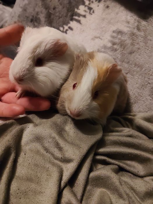 Świnki morskie młode