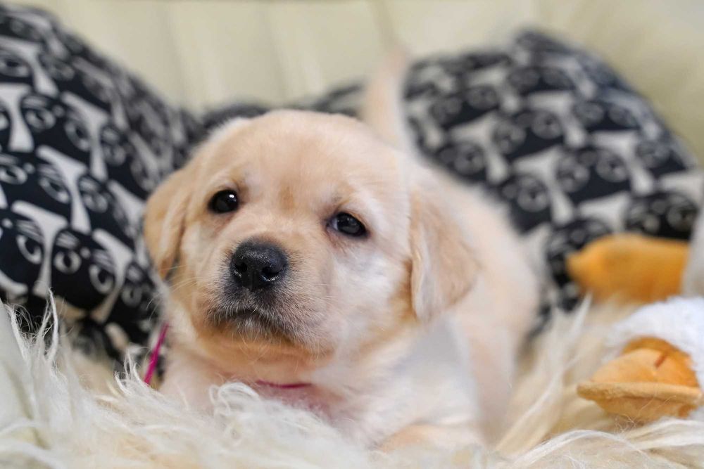 Labrador retriever żółta  suczka,  Zkwp gotowa do odbioru