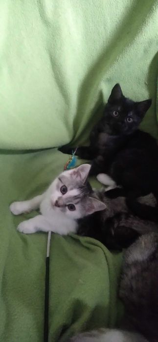 3 mieś kociaki szukają domu