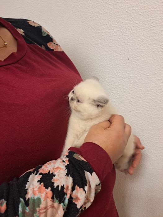 Scottish fêmea branquinha