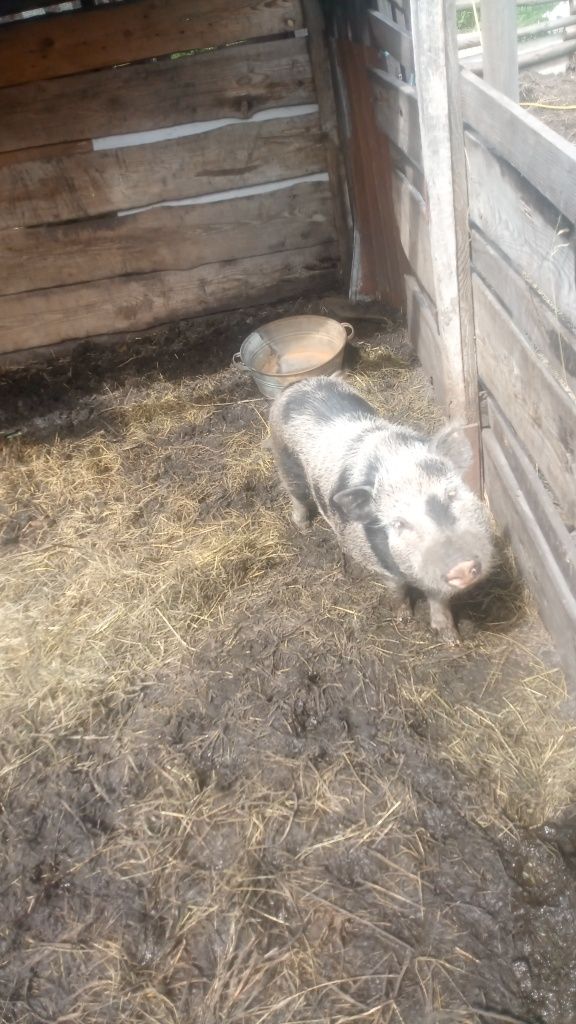 Продам свінок ветнамців