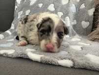 Border collie blue merle