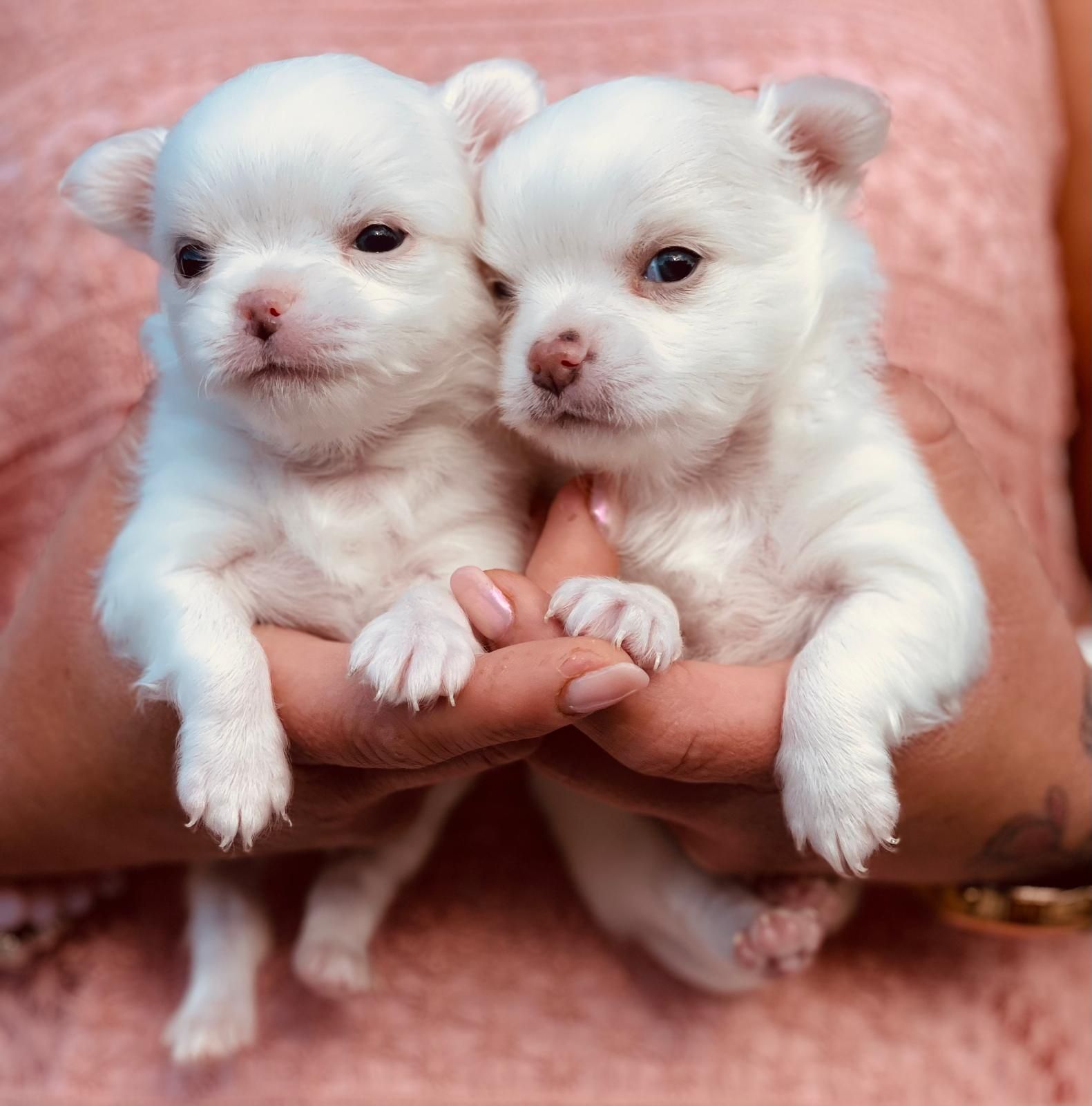 Szczeniaki  chihuahua piesek