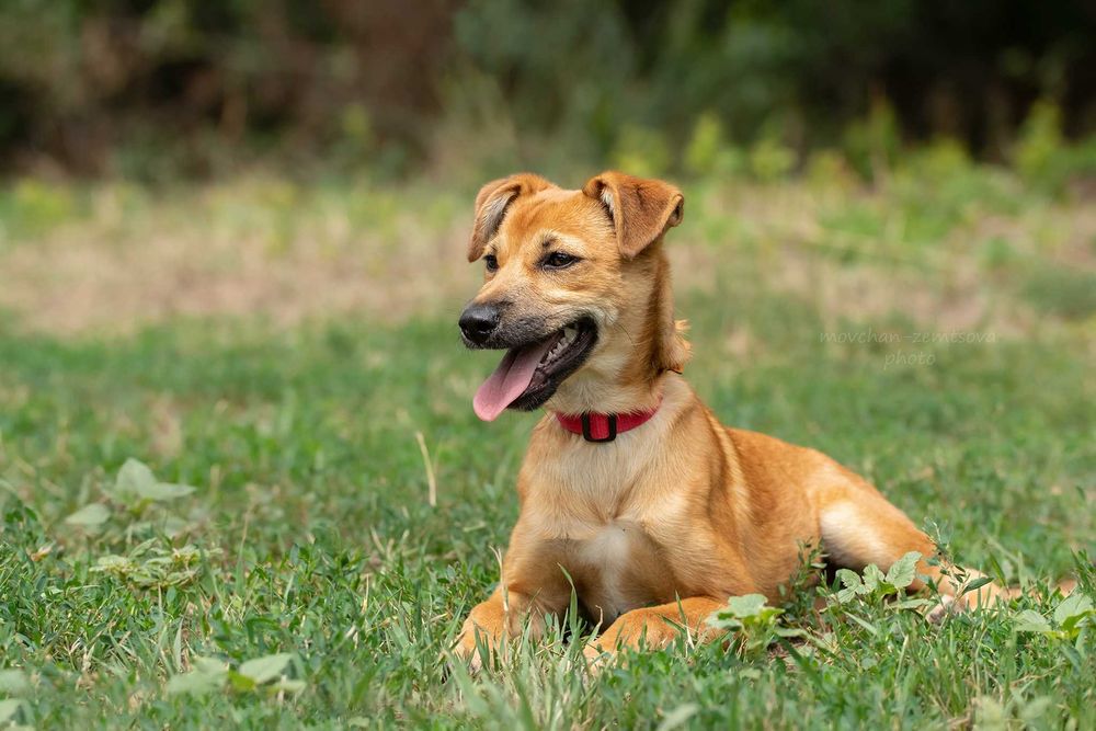 Неймовірної краси цуценя Джуді шукає родину