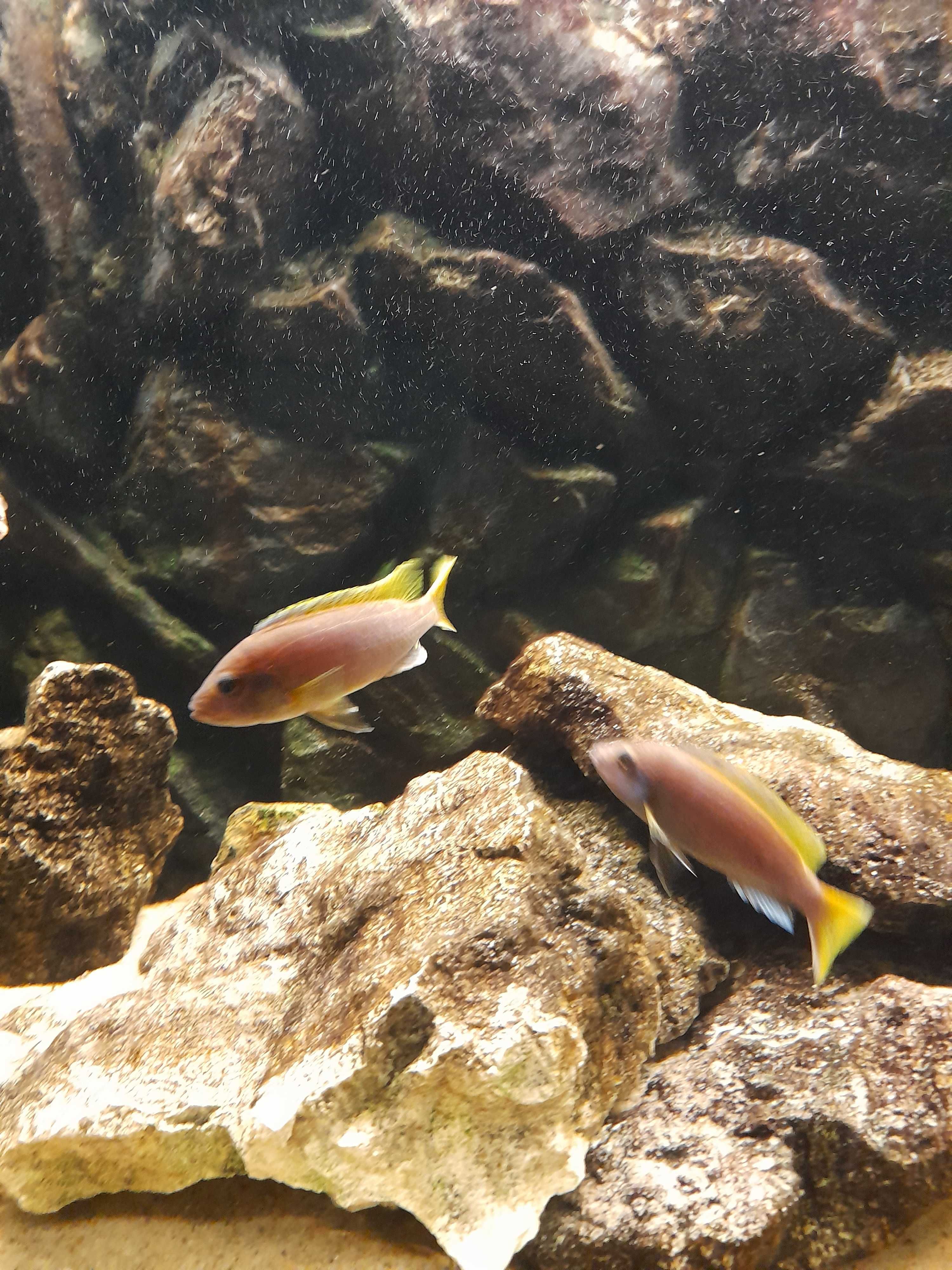 Pyszczaki Pseudotropheus Acei Luwala
