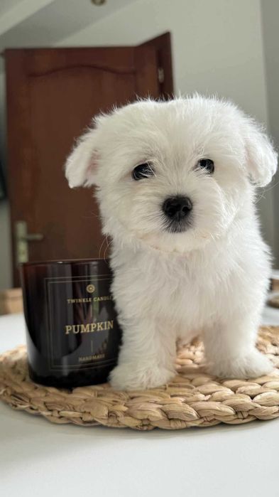 Miniaturka Maltańczyk Piesek z Rodowodem Chipem